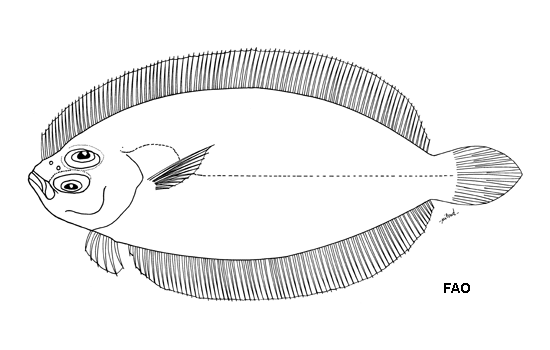 (Psettina Hubbs, 1915) Род ПСЕТТИНЫ 10 видов